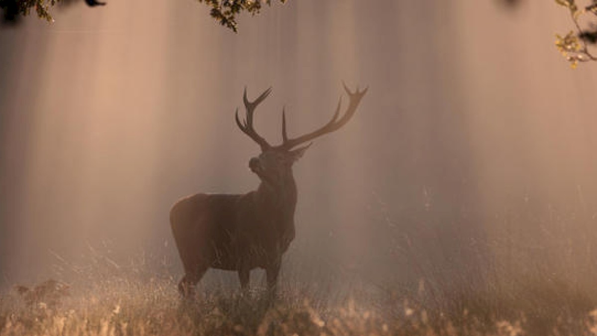 A majestic deer stands in a misty forest clearing, illuminated by rays of sunlight streaming through the trees, creating a serene and ethereal scene.