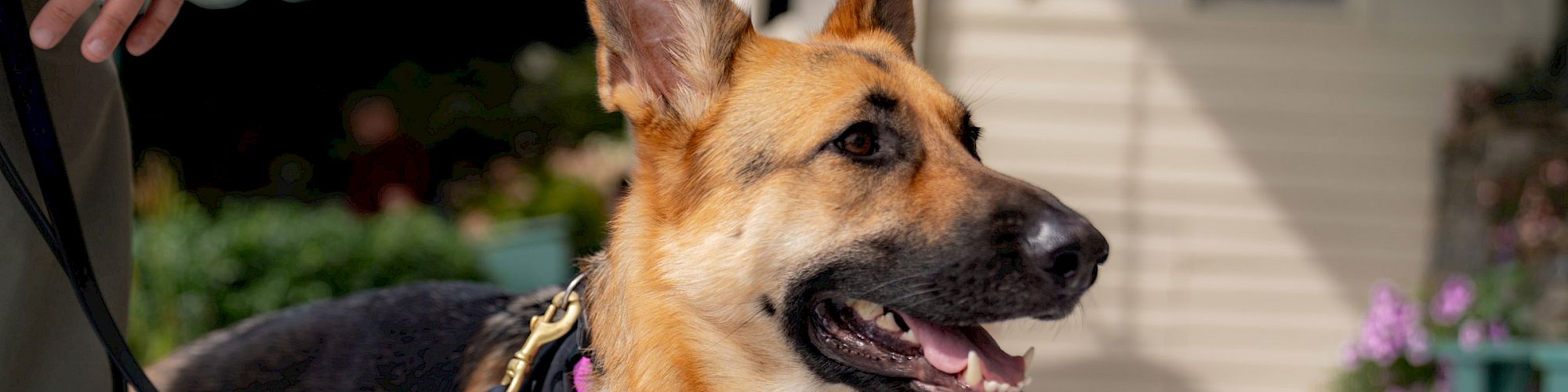 A German Shepherd with a black bandana is standing outdoors on a porch, held on a leash by a person.