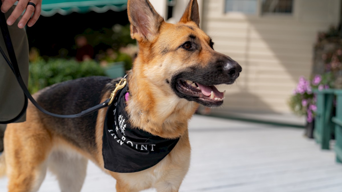 A German Shepherd wearing a black bandana that reads 