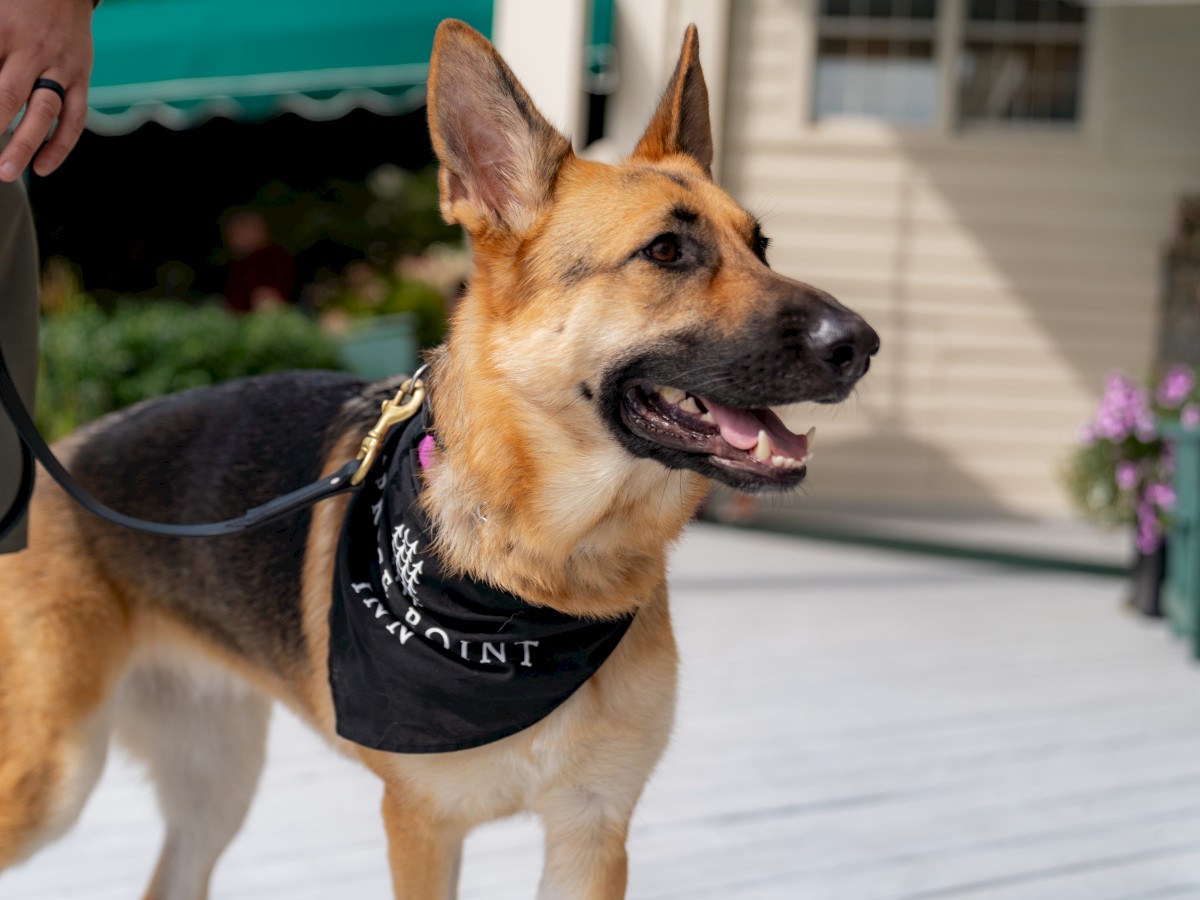 A German Shepherd wearing a black bandana that reads 